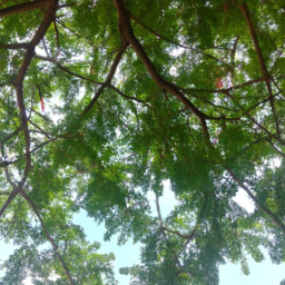 trees art